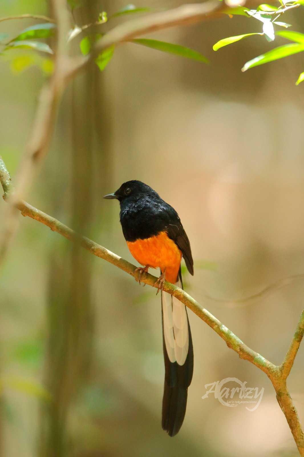 Orange Bellied Observer