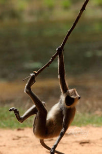 Hang in There