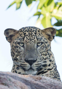 Prince of Yala