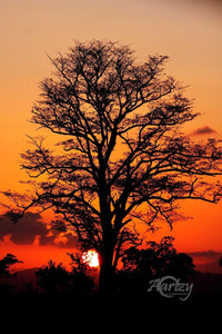 Shadows in the Dusk