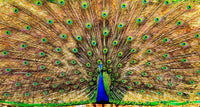 Engulfed by Wings