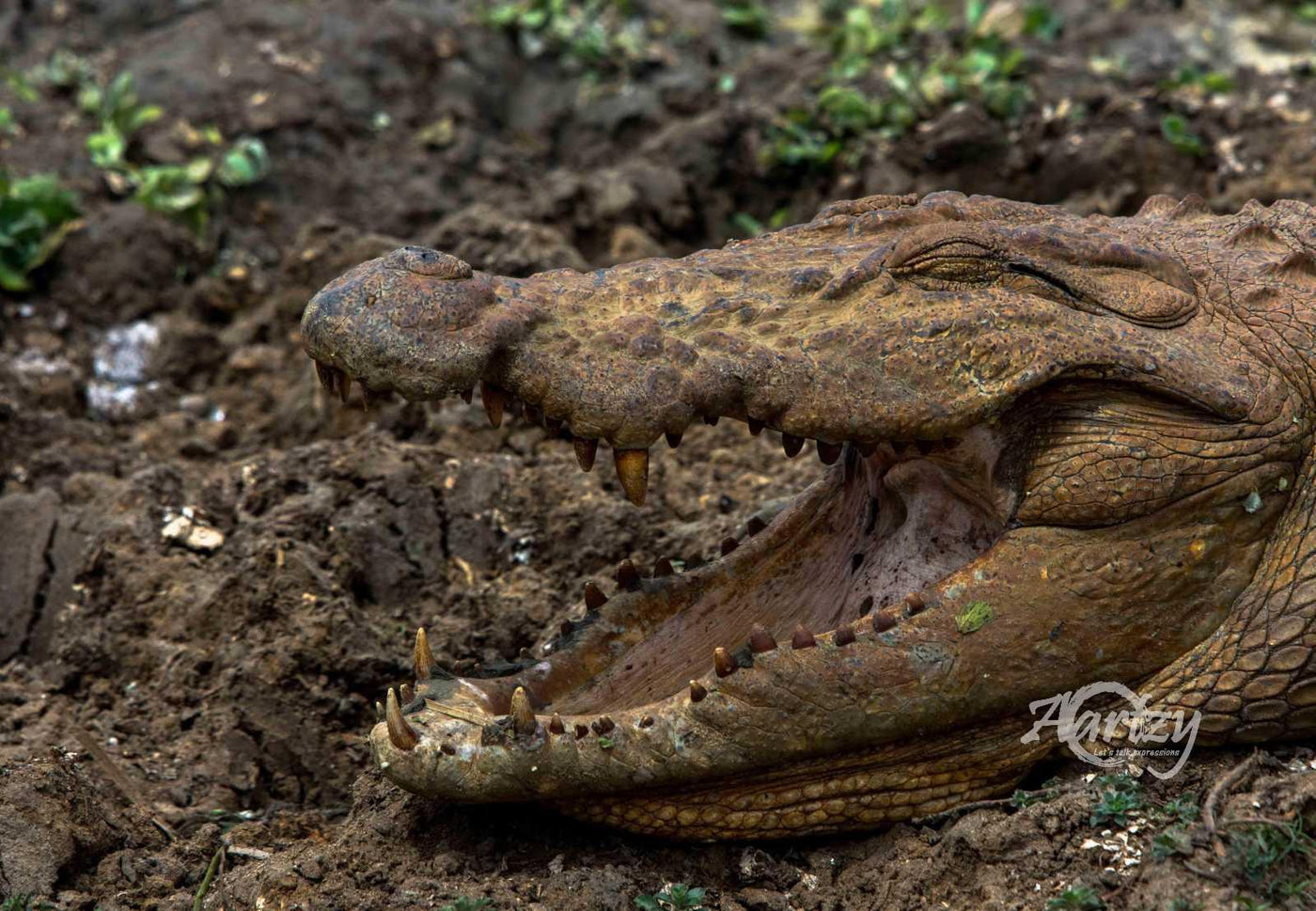 Don't Get Caught In Here