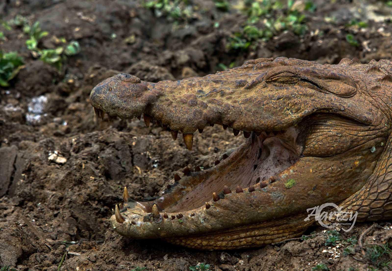 Don't Get Caught In Here