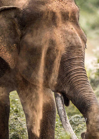 Rising from the Dust