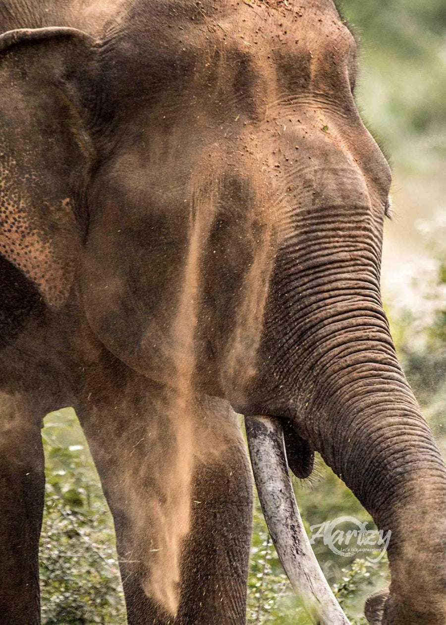 Rising from the Dust