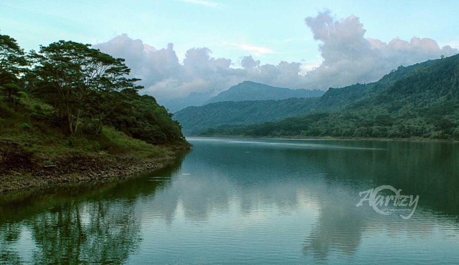 A Way through the Forest