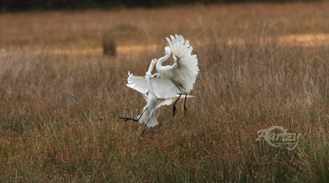 The Trumpet of The Swan