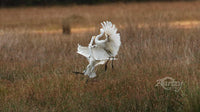 The Trumpet of The Swan