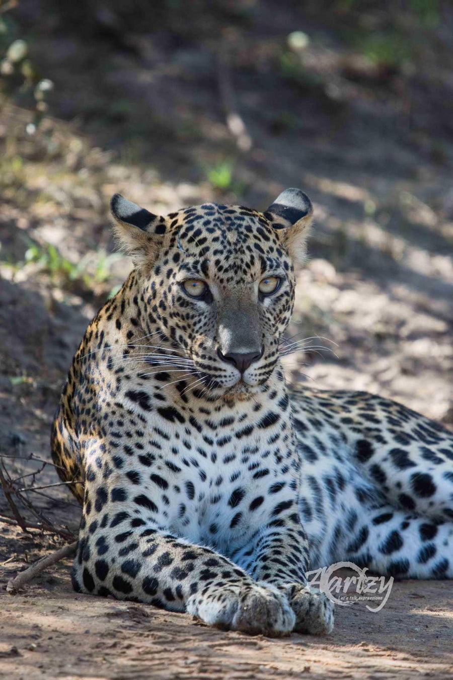 What You Looking At?