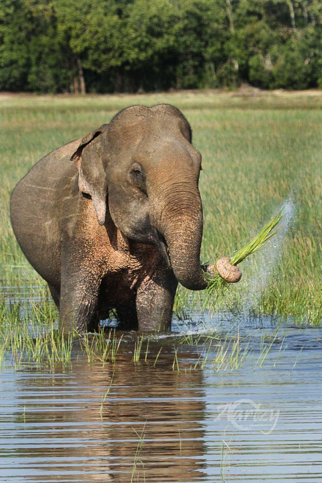 As the Watergrass Swish