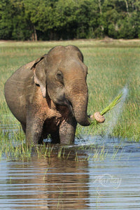 As the Watergrass Swish