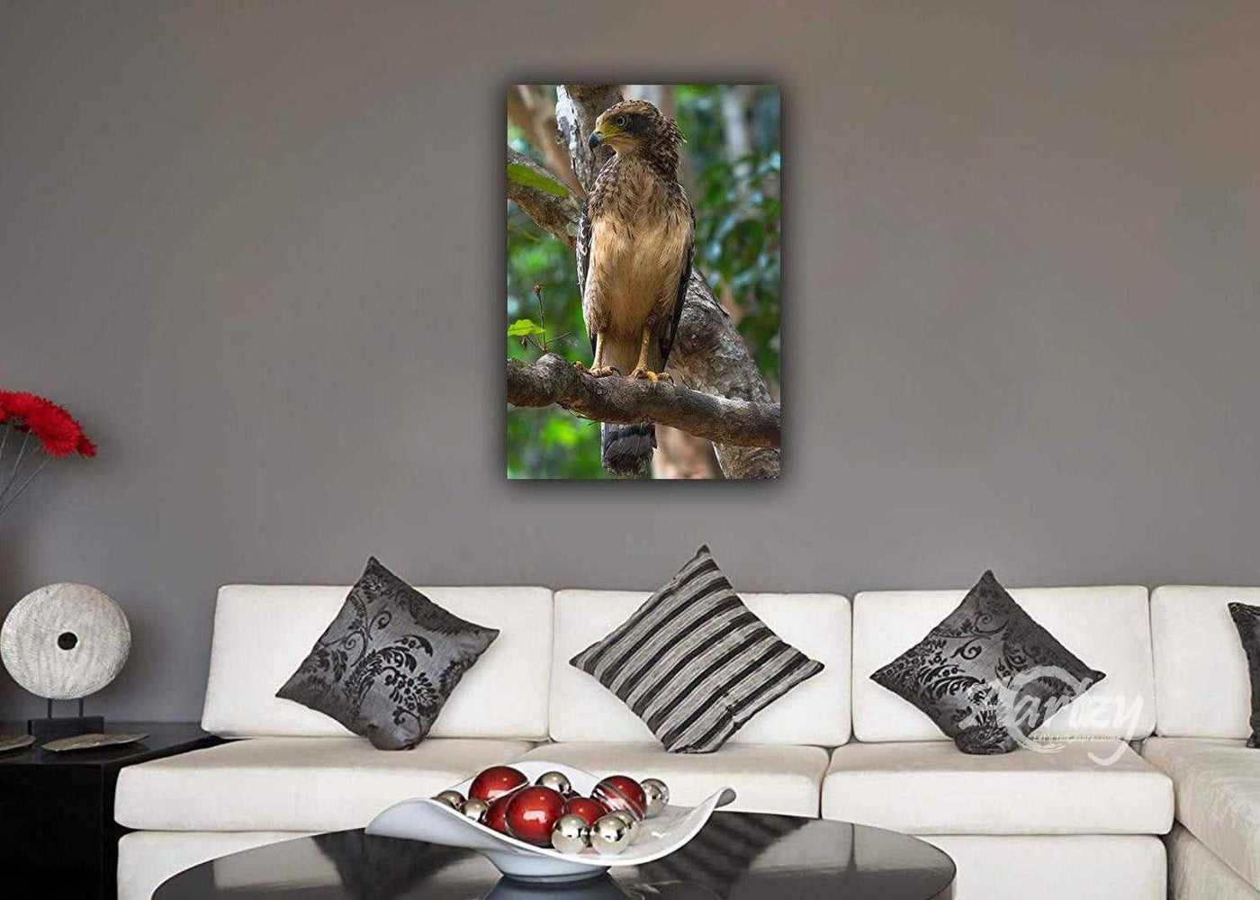 Juvenile Serpent Eagle