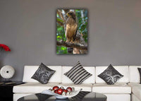 Juvenile Serpent Eagle